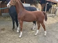 Kůň, Dutch warmblood horse — foto 1