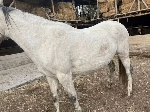 Kısrak, Tersk horse
