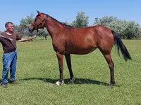 Kobila, Arabian horse — fotografija 4