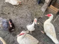 Ducks — الصورة 3