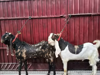 Козел, Kamori goats — снимка 3