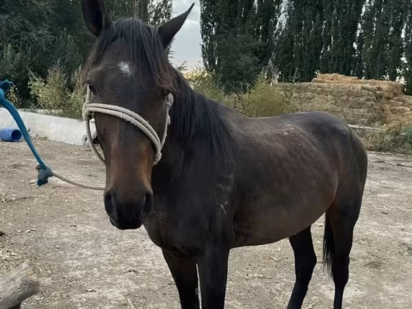 اسب نر, اسب