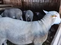 แกะตัวผู้, Ile-de-France sheep — รูปภาพ 7