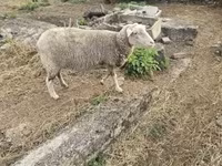 Ido, Australian merinos sheep — sawirka 1