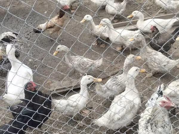 Ducks