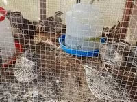 Quails — sawirka 2