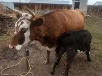 암소, Latvian Blue cattle — 사진 1