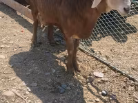 Widder, Hissar sheep — Foto 1