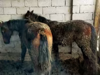 Kuda jantan, Horses — foto 3