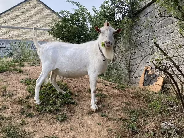 염소(암수 미지정, 묶음), Saanen goat