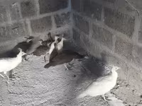Putih — foto 3
