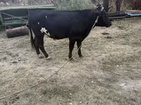 Byk, Bydło — zdjęcie 2