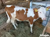 Cow, Simmental cattle — photo 1