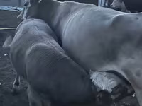 Bulle, Simmental cattle — Foto 6