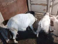 بز ماده, بز — عکس 6