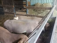 Schaf, Arashan sheep — Foto 7