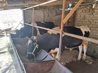 گاو نر, Russian Black pied cattle — عکس 1