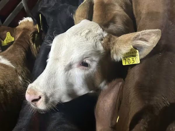 Bydło (partia, płeć nieokreślona), Simmental cattle