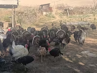 Turkeys — fotografija 4