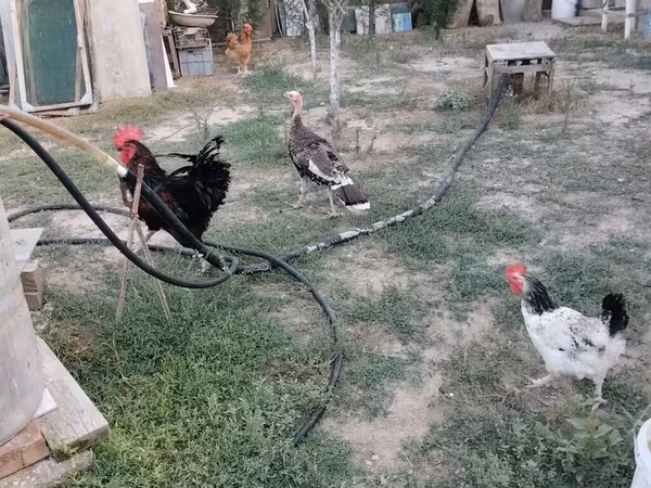 Chickens