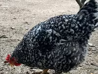 Chickens — foto 7