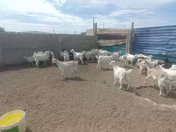 Keçi, Keçiler