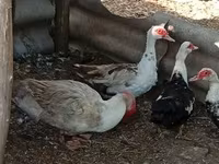 Ducks — foto 6