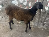แกะตัวผู้, Rhon sheep — รูปภาพ 2