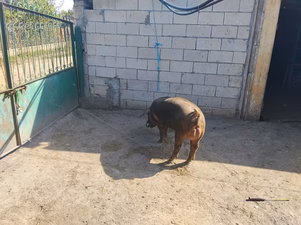 گراز نر, Дюрок