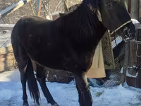 Hingst, Heste — foto 3