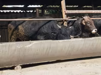ወንድ በሬ, Swiss cattle — ፎቶ 2