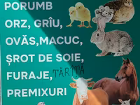 Nutrețuri și cereale,porumb uscat.ne aflăm la Edineț.posibel livrare. — عکس 1