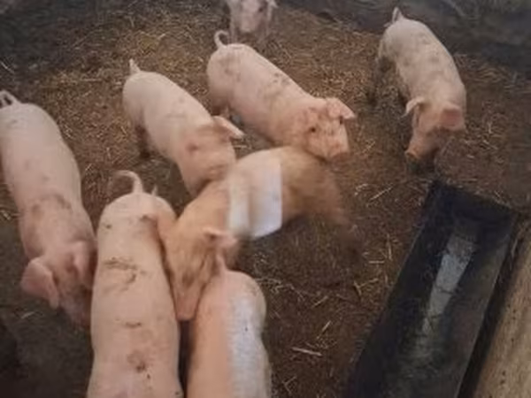 Scroafă, Porci