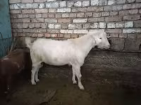 Ziegenbock, Ziegen — Foto 1