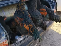 Chickens — fotografija 1