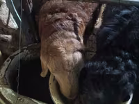 Bagge, Arashan sheep — foto 5