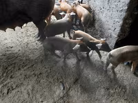 خوک ماده, Дюрок — عکس 2