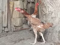 Chickens — عکس 2