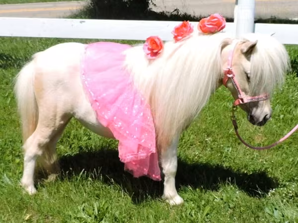 Stute, Palomino