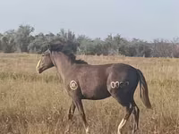 Hengst, Paarden — foto 1
