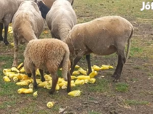 قوچ, Tsigai sheep