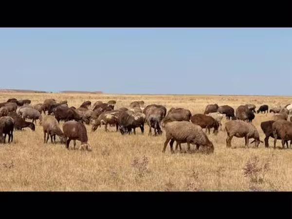 母羊, Kazakh fat-tailed coarsewool sheep