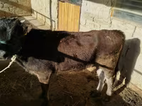 Bulle, Russian Black pied cattle — Foto 3