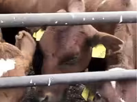 گاو ماده, Swiss cattle — عکس 1