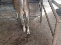 گاو نر, Swiss cattle — عکس 8