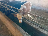 İnek, Swiss cattle — foto 2