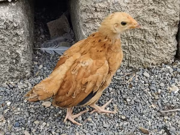 Chickens