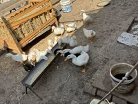 Ducks — الصورة 3