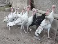 Turkeys — foto 2