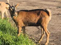 Koza, Alpine goat — foto 6